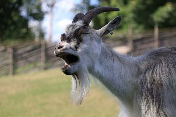 istock close-up of a goat 1167094077