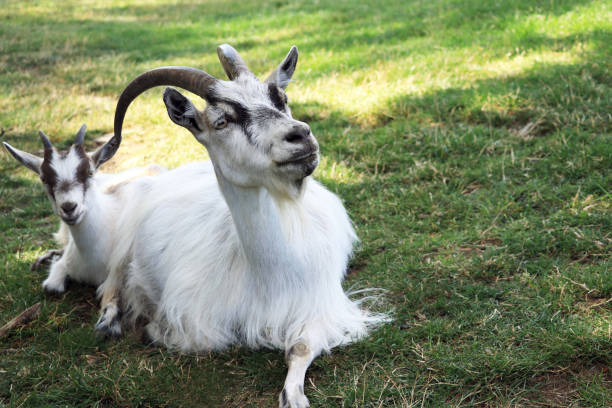 Goat mom is resting with her baby
