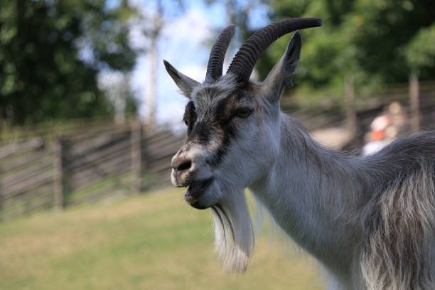 istock close-up of a goat 1167094111