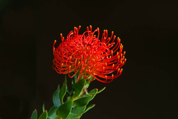 flor roja de protea - acerico fotografías e imágenes de stock