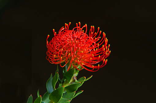 one Red Protea flower in Carmel Valley, CA