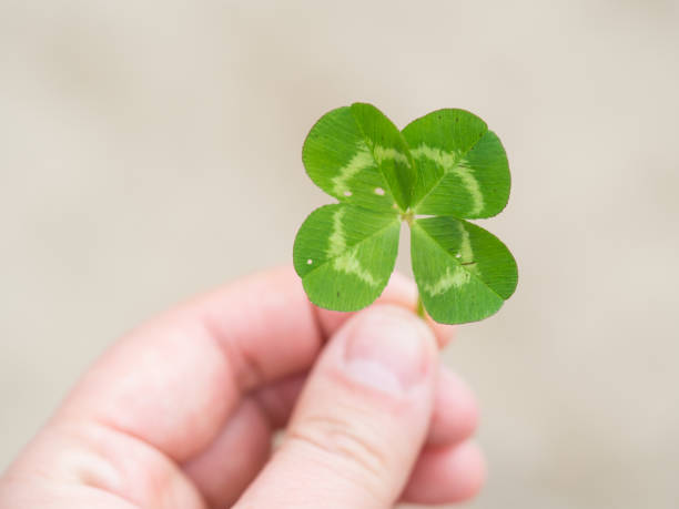 istock Green our leaf clover in a man's hand. 1167097960