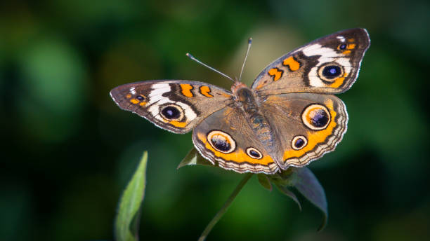 istock Various butterfly on plants and flowers 1167098016