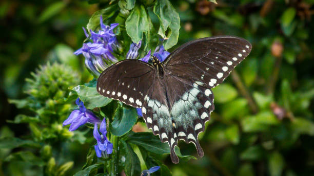 istock Various butterfly on plants and flowers 1167098110