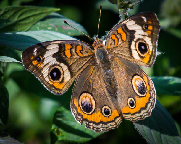 istock Various butterfly on plants and flowers 1167098127