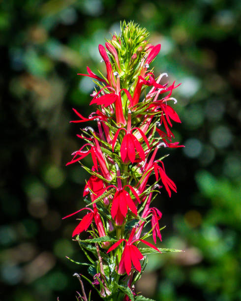 istock Beautiful flowers in the garden 1167098220