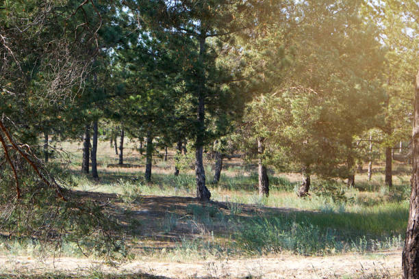 green coniferous forest on a sunny summer day, Ukraine