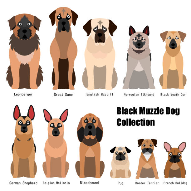 kolekcja psów z czarnego kagańca - leonberger stock illustrations