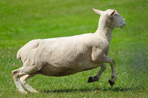 Shaved sheep running in green grass.