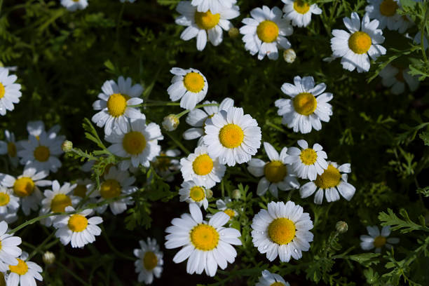 istock meadow of daisies 1167099498