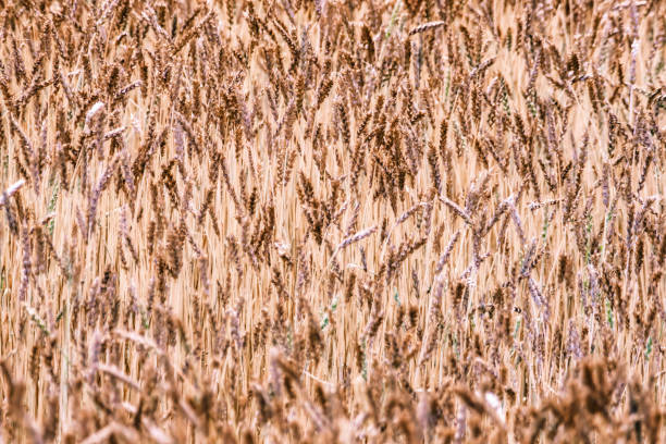 wheat, agriculture, mature