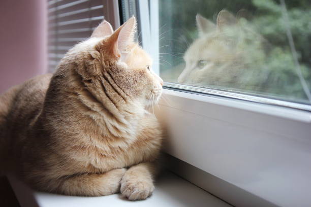 istock Red cat looking out the window and his reflection in the glass 1167102997