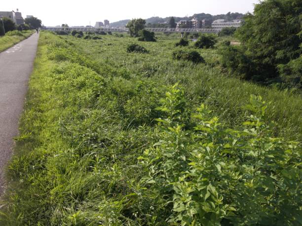 istock I can't see the river. Where is the river? There is only grass. The atmosphere is different in summer. 1167103046