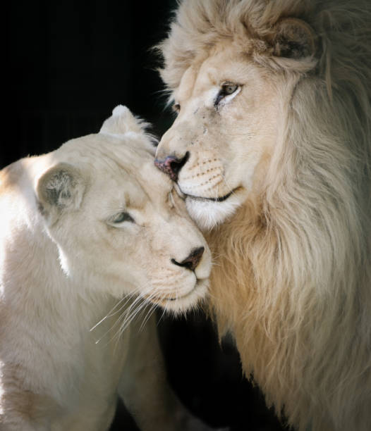 Lion Loving On Her Cub Stock Photo - Download Image Now - Lion - Feline,  Love - Emotion, Lion Cub - iStock