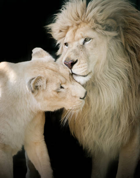 istock Lion loving on her cub 1167103742
