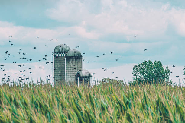 Organic farming, sunflower In distant plan grain silos in front of a corn field. Birds fly over the field. saint hyacinthe photos stock pictures, royalty-free photos & images