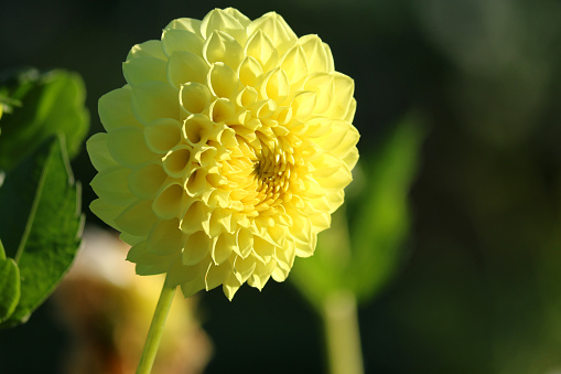 Stock photo of pretty pale yellow flowering pom pom dahlia flowers with perfect spherical ball shape of flower and curved petals, ball dahlias in summer garden with blurred leaves and gardening background, growing in full sun sunshine from dahlia tubers