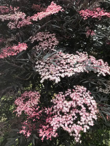 Stock photo of pink flowers on black elder tree / ornamental elderberry / elderflower in spring, Sambucus nigra f. porphyrophylla 'Gerda', cultivated deciduous elderflower tree shrub dissected red purple leaves like Japanese maple, making berries cordial drink