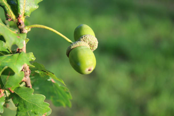 Stock photo of oaknut acorns nuts seeds growing on common European English oak tree / Latin name quercus robur in summer woodland garden, acorn with oak leaves isolated against blurred background of tree trunks and foliage with autumn fall colours showing imagen de acornas de roble semillas de frutos secos que crecen en roble inglés común europeo / nombre latino quercus robur en el jardín arbolado de verano, bellota con hojas de roble aisladas contra fondo borroso de troncos de árboles y follaje con col