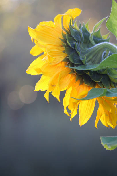 immagine di alto girasole gigante in fiore da dietro con petali di fiori gialli e testa di semi, che brilla al sole dell'ora d'oro mattutina isolato su sfondo giardinaggio sfocato, pianta erbacea fiore solare latino nome helianthus giganteus retroilluminat - sunflower isolated single flower tall foto e immagini stock