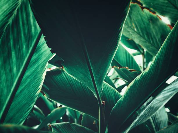 istock Beautiful of green tropical leaves 1167111446