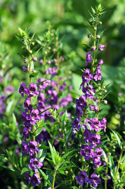 istock Waew Wichian purple flowers 1167111620