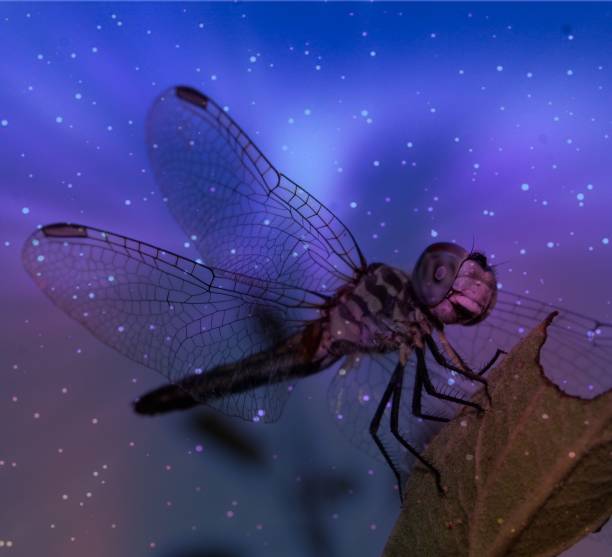 istock Artistic closeup of a beautiful dragonfly perched on a leaf, creative whimsical background 1167113911