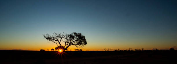 istock Tree in Silhouette at Sunset in the Australian Desert 1167117555