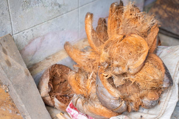 istock brown dry coconut peel in garden 1167121701