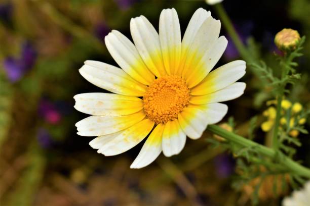 istock Golden Greek Daisy 1167122976