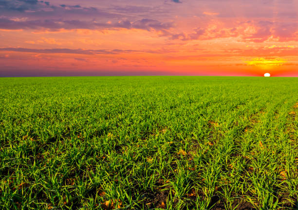 istock green rural field landscape at the red dramatic sunset 1167123618