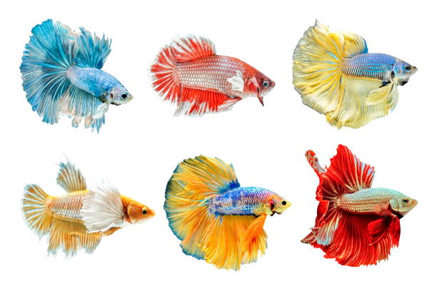 коллекция сиамской боевой рыбы, красочная бетта рыба на белом фоне, полумесяца - fish siamese fighting fish isolated multi colored стоковые фото и изображения