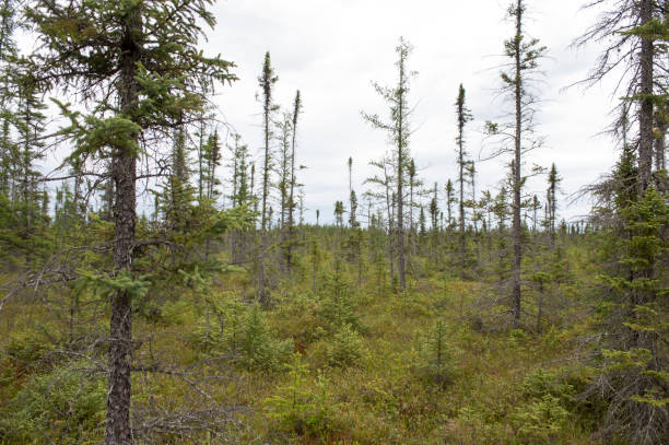 istock Bog with Black Spruce extending to the Horizon 1167123987