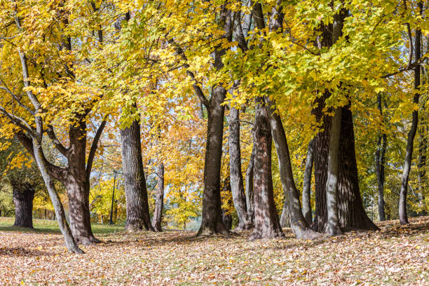 istock park ground covered with dry leaves and trees with bright autumnal foliage 1167126471