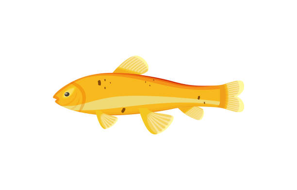 Red Zebra Mbuna Yellow Fish Vector Illustration Red zebra mbuna yellow fish of type metriaclima estherae. Limbless cold-blooded animal with dorsal fin living in water isolated on vector illustration metriaclima estherae red zebra stock illustrations