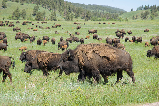 American bison grazing on a prairie with calves in spring