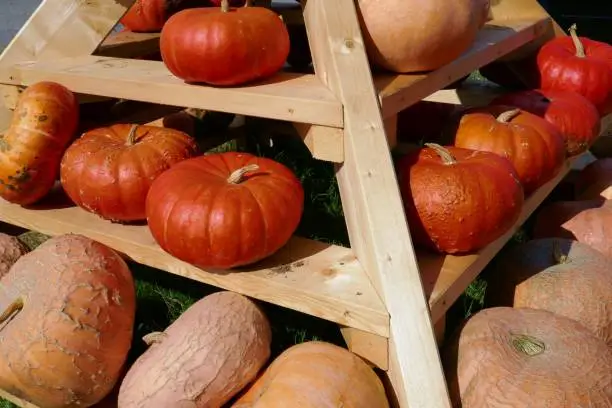 pumpkin on the farm market..Big ripe pumpkins on wooden shelves.Harvest pumpkin.Autumn vegetables farmers market.Fall season