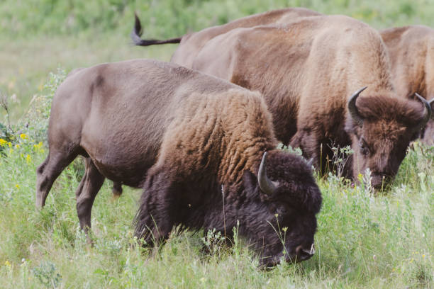 istock Bison at Riding Mountain National Park 1167130039