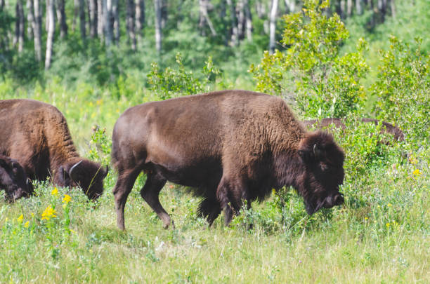 istock Bison at Riding Mountain National Park 1167130128