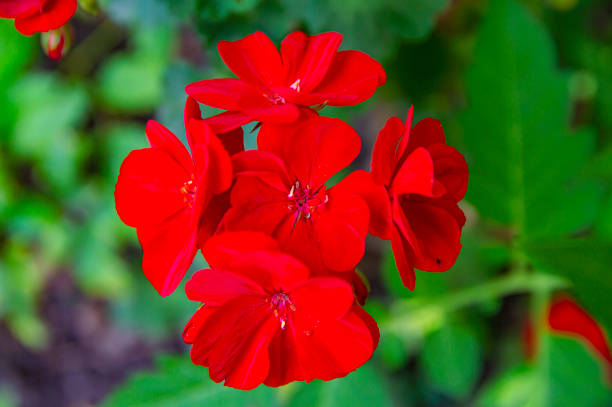 istock Pelargonium flower is a red flowerpot. 1167130147