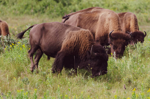 istock Bison at Riding Mountain National Park 1167130156