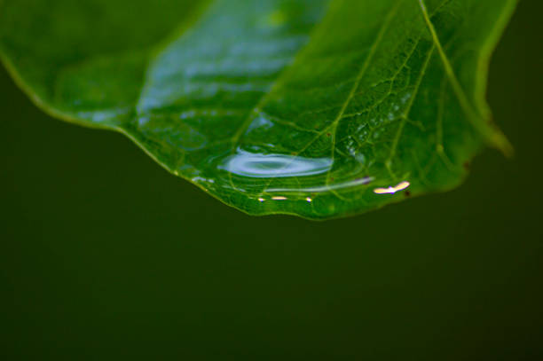 istock Drop of rain on a green leaf of a tree. 1167130181