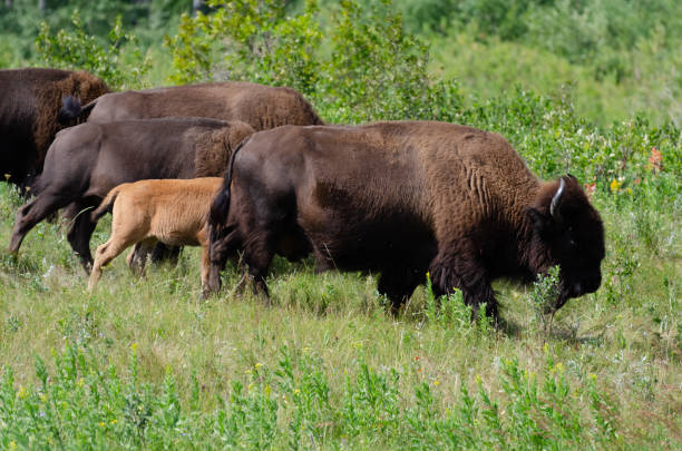 istock Bison at Riding Mountain National Park 1167130250