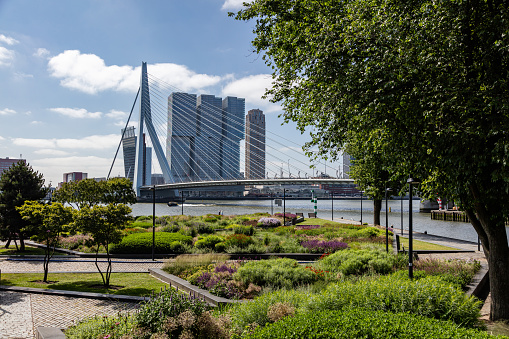 Rotterdam city Netherlands June 28, 2019. Rotterdam cityscape and Erasmus bridge in a sunny day, blue clear sky