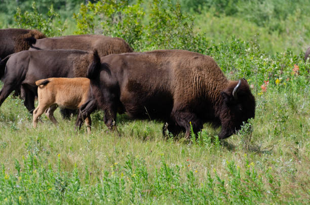 istock Bison at Riding Mountain National Park 1167130886