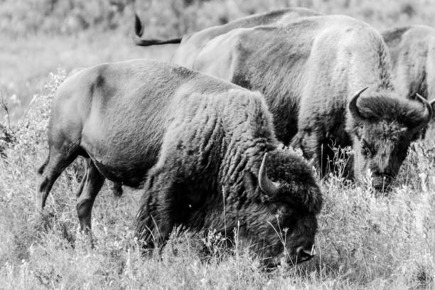 istock Bison at Riding Mountain National Park 1167131031