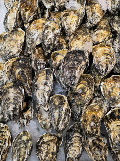 istock Oysters sold in a Chinese supermarket 1167131055