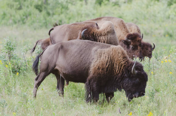 istock Bison at Riding Mountain National Park 1167131671