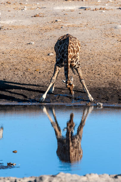 istock A drinking Giraffe near a waterhole in Etosha 1167133559