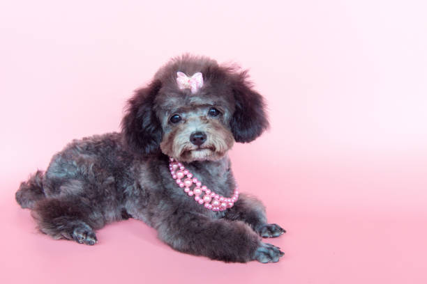 istock The toy poodle 1167134350